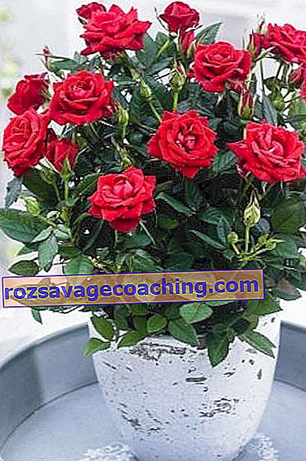 Varieties of indoor roses and caring for them at home