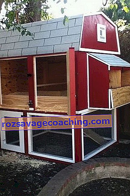 Chicken coop for 20 chickens: projects, construction and arrangement 