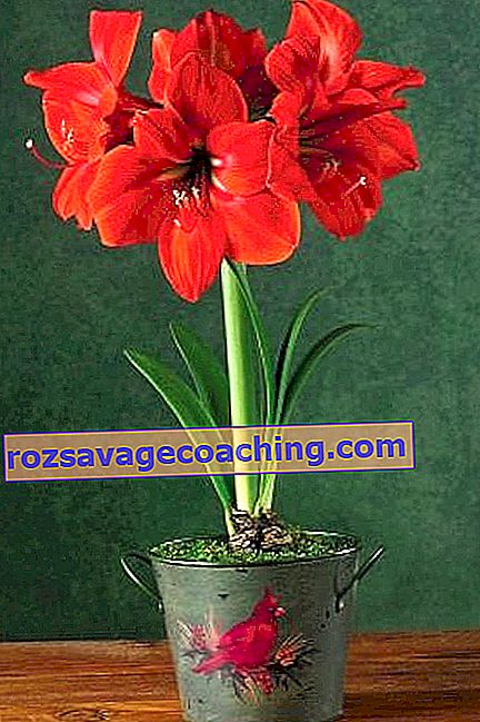 Amaryllis: features and types, planting and care
