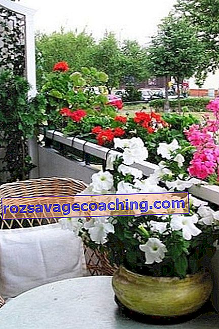 Kwiaty na balkonie: nazwy, wskazówki dotyczące lokalizacji