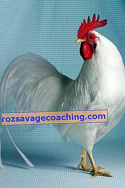 Leghorn chickens: description of the breed and features of the content