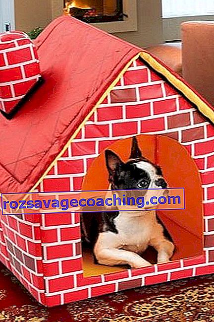 Houses for dogs in an apartment: features, types and DIY making