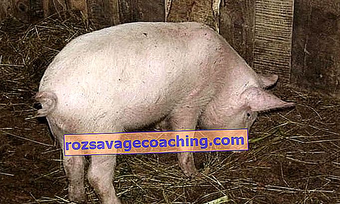 cum să faci un porc pierde în greutate)