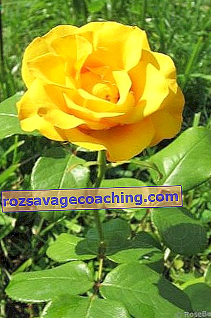 Żółte róże: opis i uprawa najlepszych odmian 