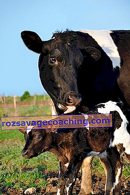 Rindsleder Kuh: Was es bedeutet, verursacht und kontrolliert Maßnahmen