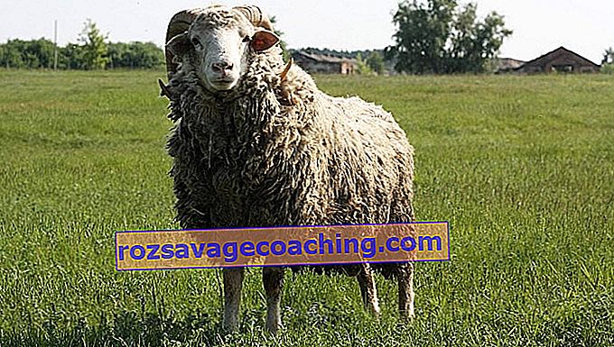 cum să faci oile să piardă în greutate cura de slabit rapida