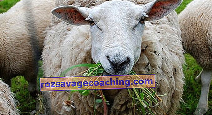 cum să faci oile să piardă în greutate ghimbir de slabit