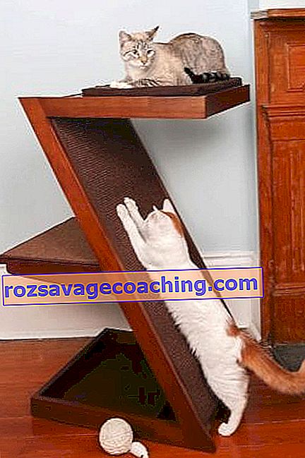 Scratching posts: what are they and how to choose?