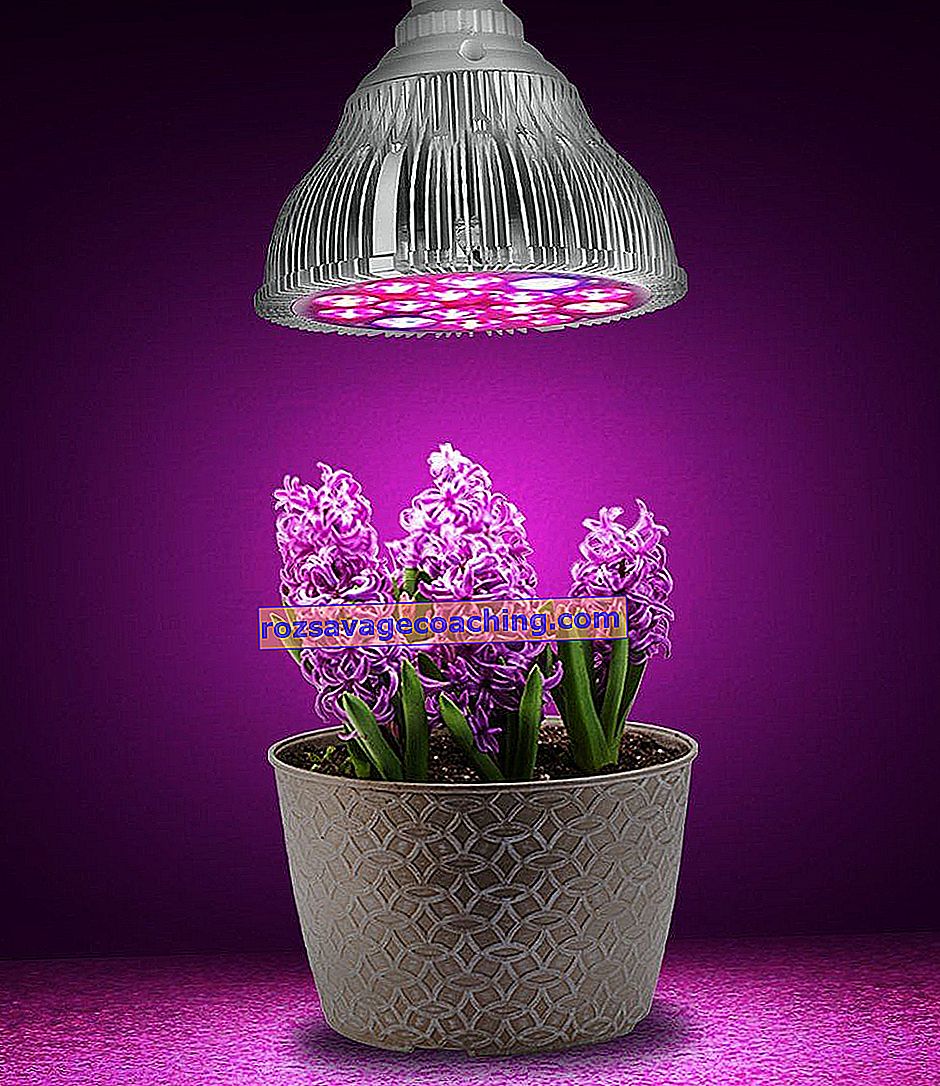 UV лампа за растения: Изберете UV лампа за отглеждане на стайни цветя .