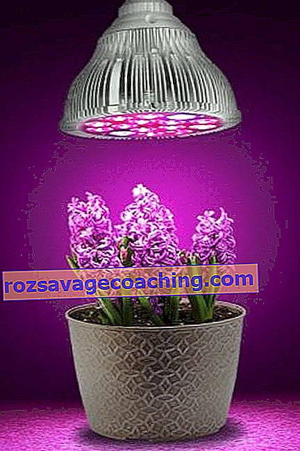 Ултравиолетови лампи за растения: характеристики, видове и правила за употреба