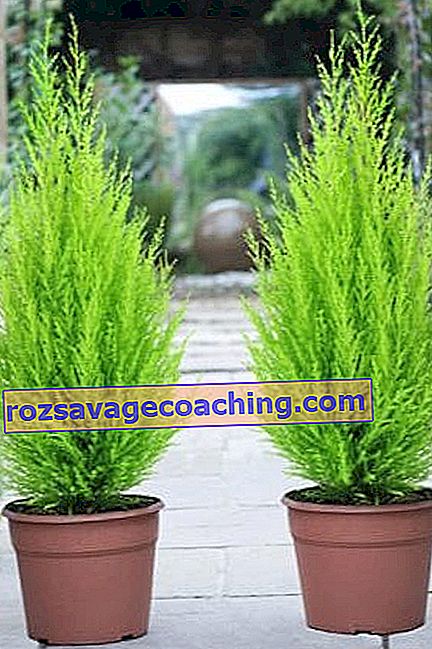 All about indoor cypress 