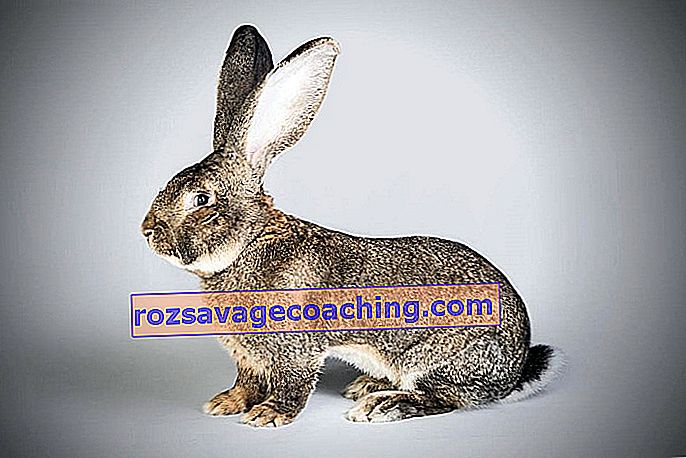colibă ​​de iepuri elvețiană anti îmbătrânire)