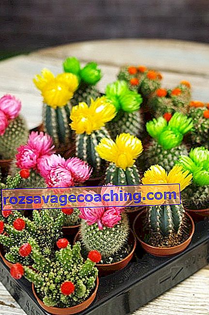Cactus mix: types and features of care