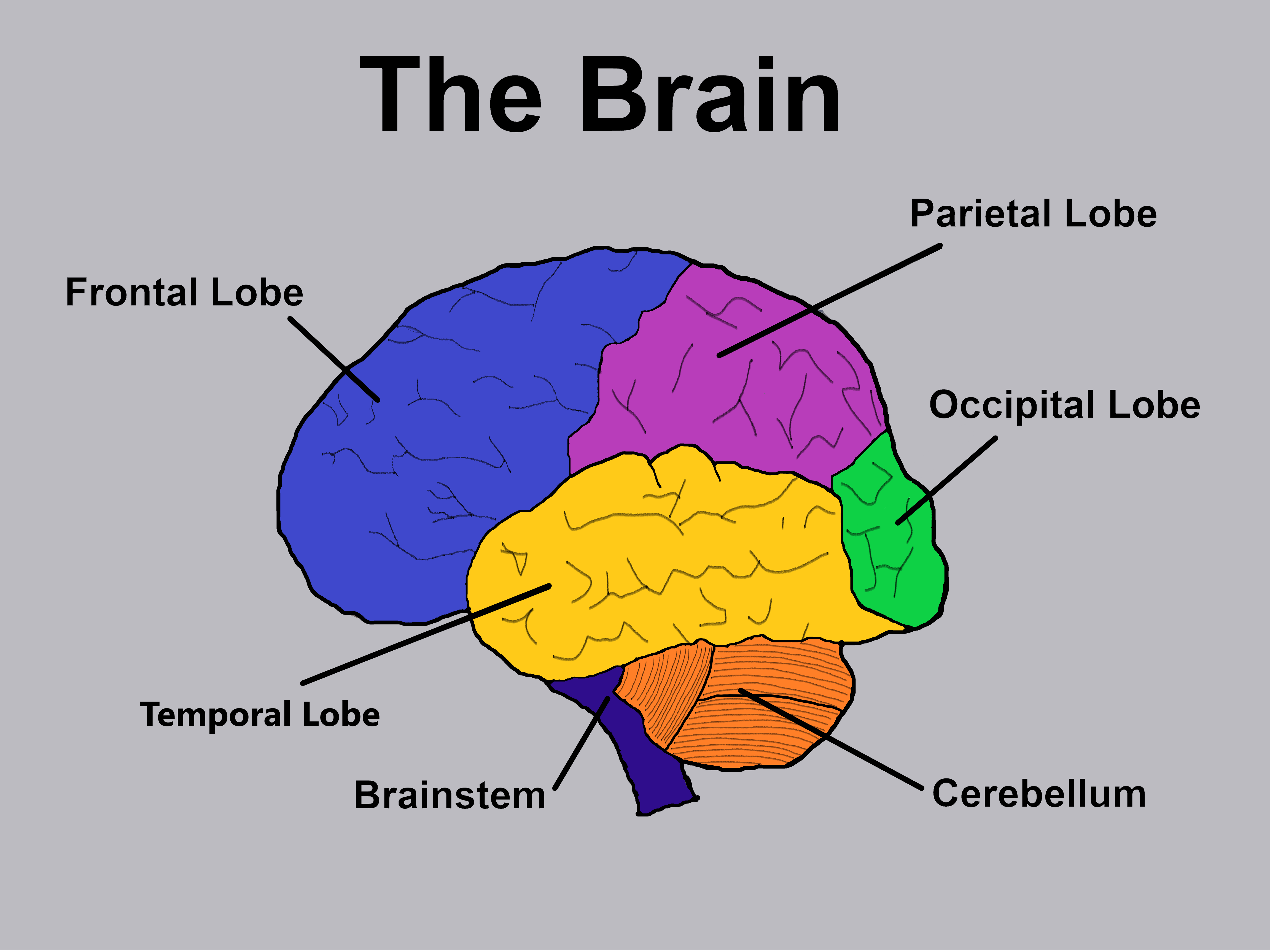 Each part. Brain functions. Brain Parts. The role of the frontal Lobes essay.