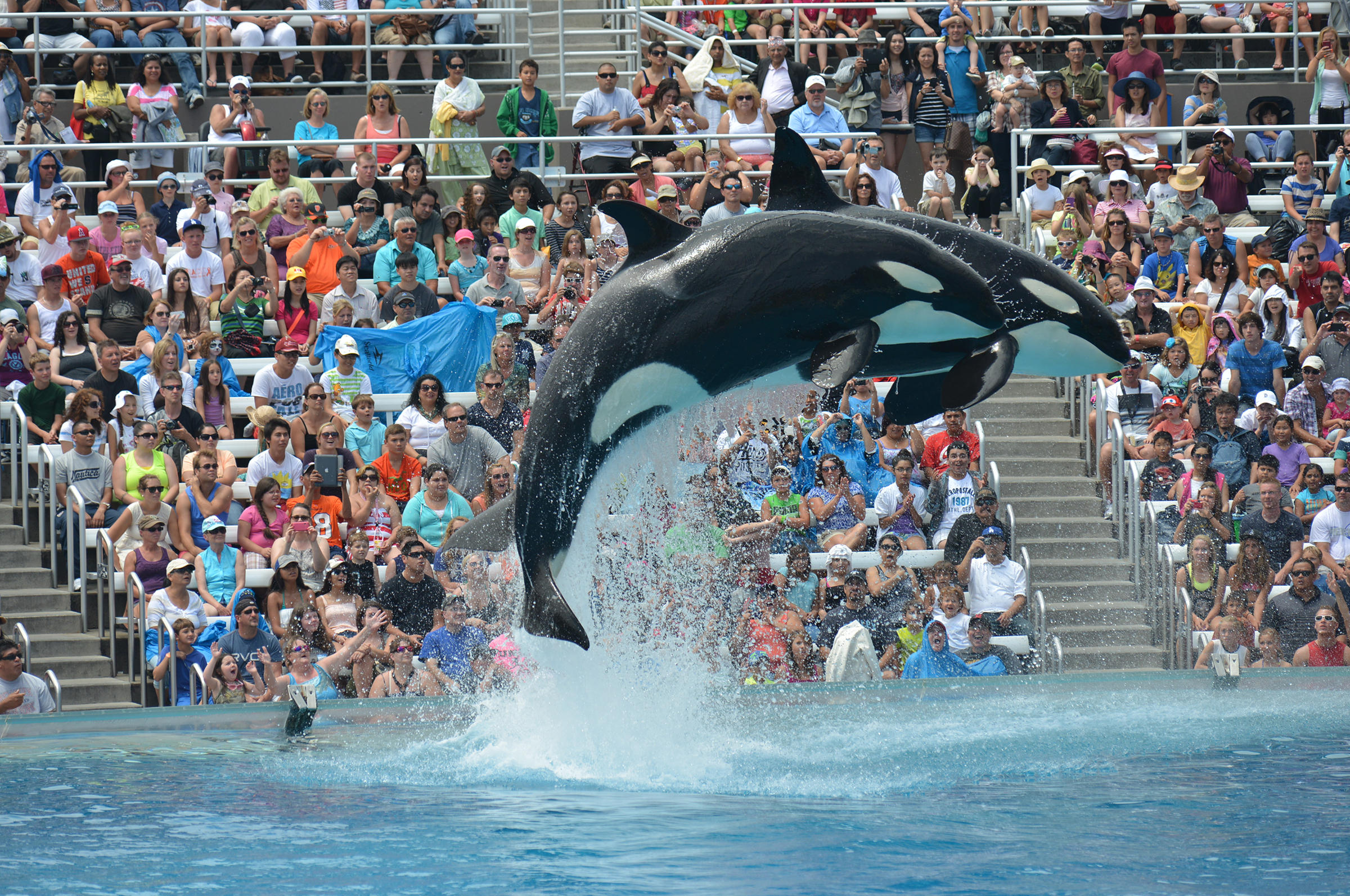 Sea world. Океанариум в Сан Диего ьиликум. SEAWORLD видео. Killer Whale in SEAWORLD.